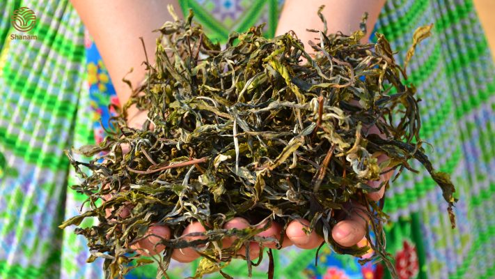 Búp hồng trà shan tuyết cổ thụ được phơi sấy khô
