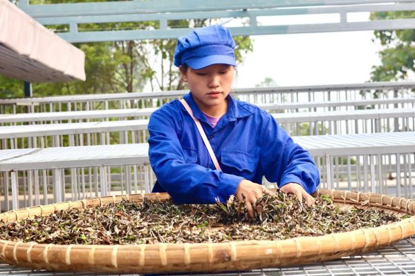 Người làm đang phơi hồng trà shan tuyết