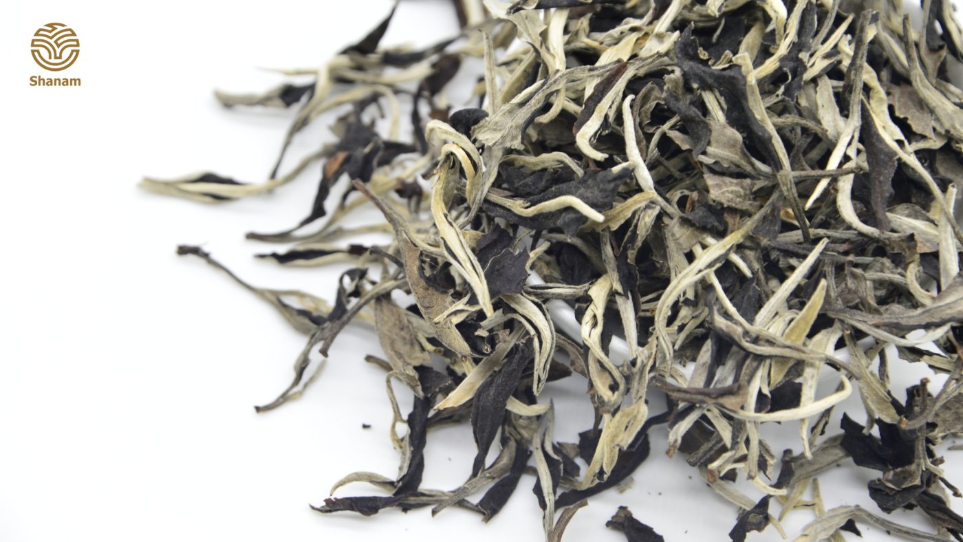 bạch trà shan tuyết cổ thụ hảo hạn