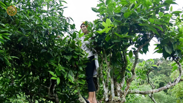 Cây bạch trà shan tuyết