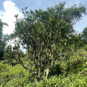 cây trà shan tuyết