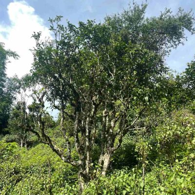cây trà shan tuyết