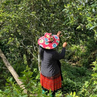 Hái trà shan tuyết