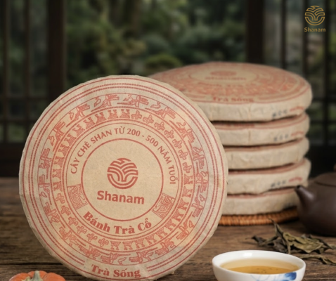 Trà Sống Shanam – Hương Vị Trà Cổ Thụ Tây Bắc Thượng Hạng