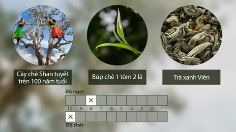 tra-xanh-vien-tui-shanam-6