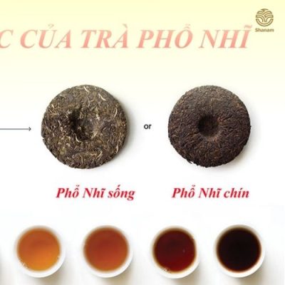 So sánh trà Phổ Nhĩ Sống và Phổ Nhĩ Chín Shan Tuyết cổ thụ